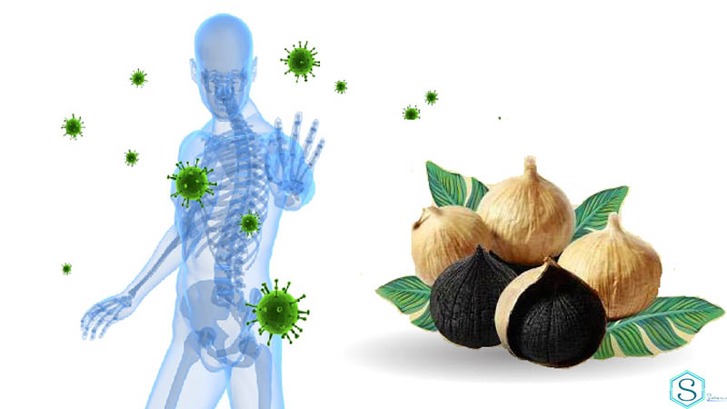 Những lợi ích của tỏi mọc mầm