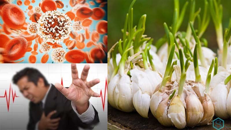 Bảo vệ tim mạch, ngăn ngừa đột quỵ