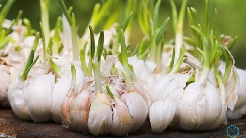 Tỏi lên mầm có ăn được không?