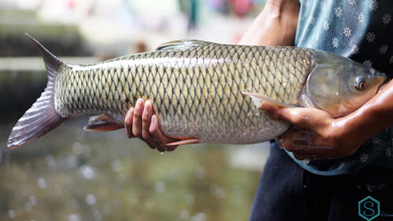 Tỏi kỵ cá trắm