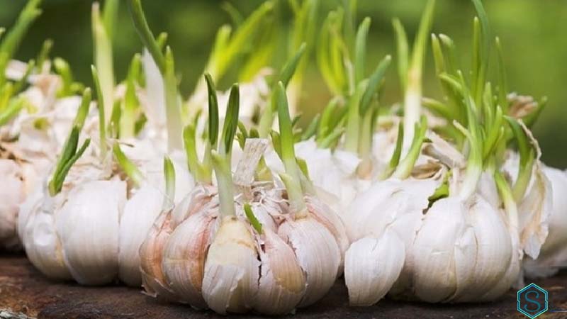 Tỏi mọc mầm ăn được không?