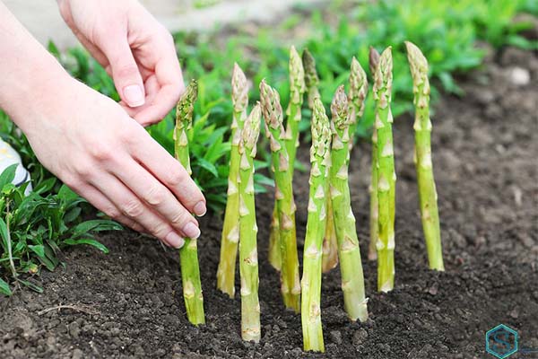 Cách trồng măng tây