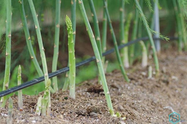 Măng tây trồng ở đâu?