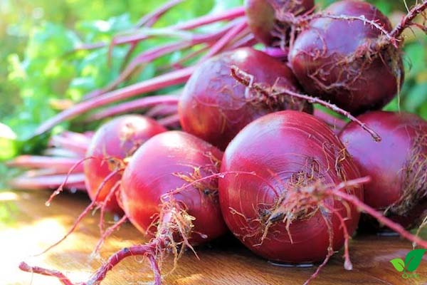 Củ dền đỏ kỵ với gì?
