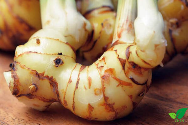 Củ riềng là gì?