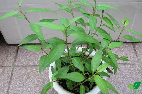 Phân bố của cây rau răm