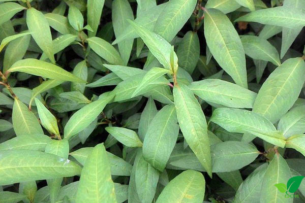 Công dụng của rau răm với da mặt