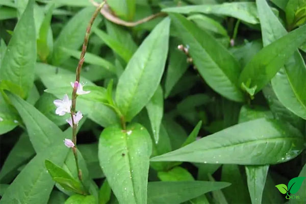 Ảnh hưởng bất lợi khi lạm dụng rau răm