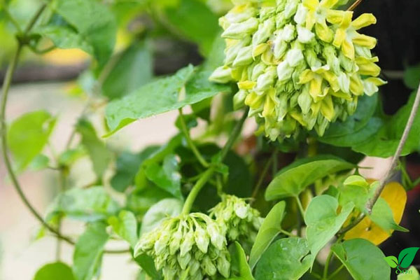 Đặc điểm của hoa thiên lý