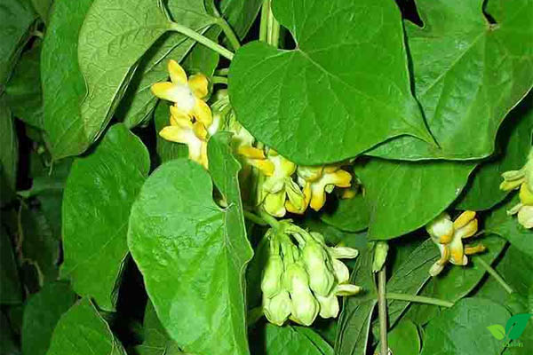Hỗ trợ giảm cân