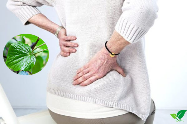 Lá lốt chữa đau thần kinh tọa