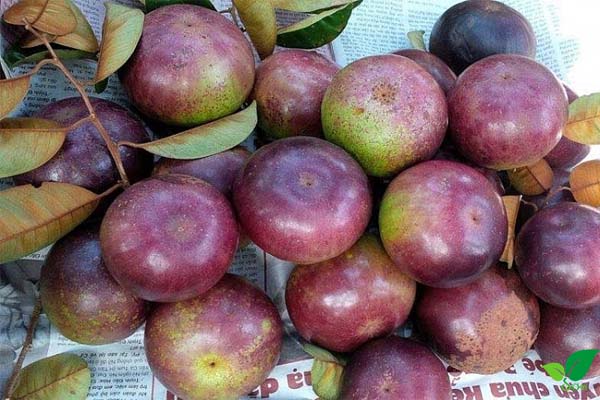 Công dụng từ lá, quả thân vú sữa