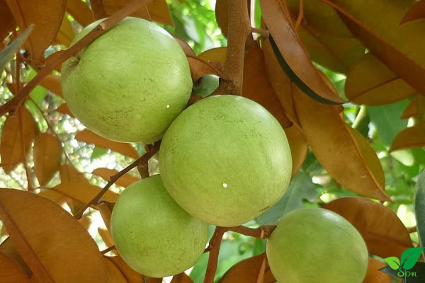 Lá vú sữa có tác dụng gì?