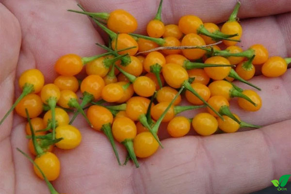Lý do ớt Peru đắt