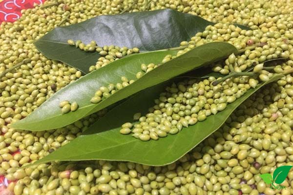Uống nụ vối khô có tác dụng gì?