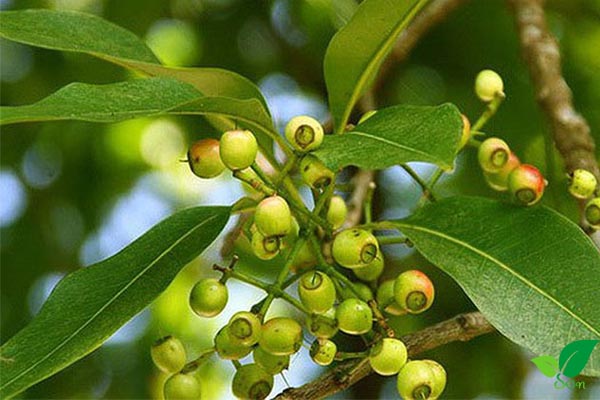 Khu vực phân bố cây vối