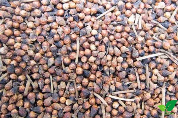 Tác dụng của nụ vối giúp đào thải độc tố, thanh nhiệt