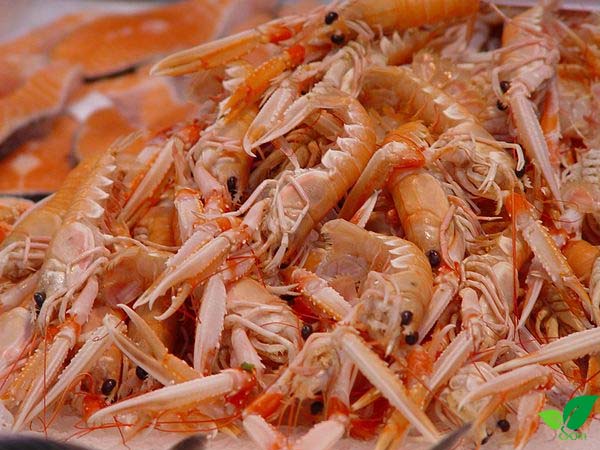 Vỏ tôm có canxi không?