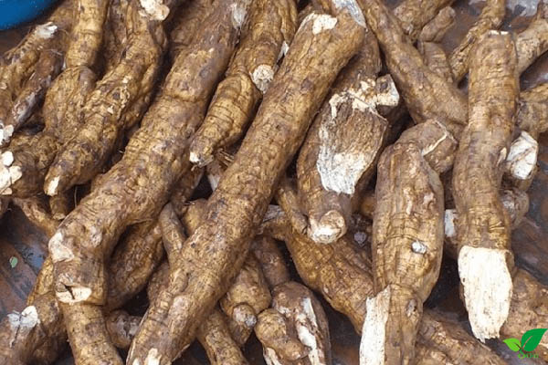 Công dụng của bột sắn dây