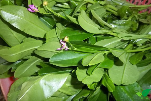 Hình dạng cây sâm mồng tơi
