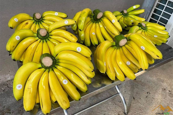 Chuối laba là chuối gì?