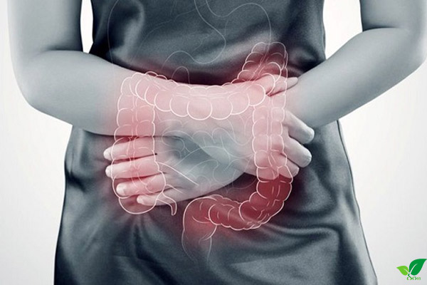 Hạt dổi rừng giúp trị bệnh tiêu hoá