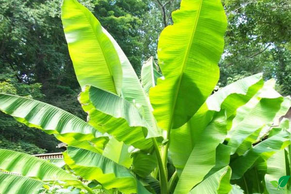 Lá chuối làm đẹp tóc và da