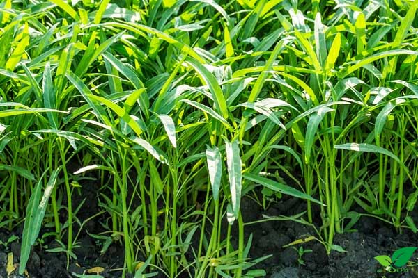Cách chọn mua rau muống tươi ngon