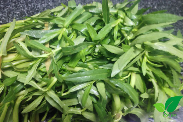 Chữa chướng hơi, đầy bụng, ăn không tiêu