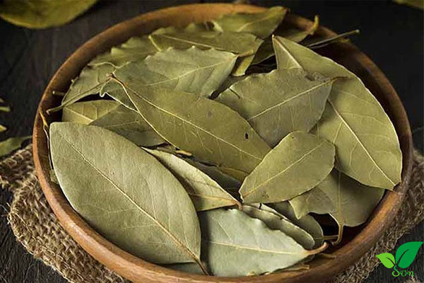 Mô tả ngắn lá nguyệt quế khô